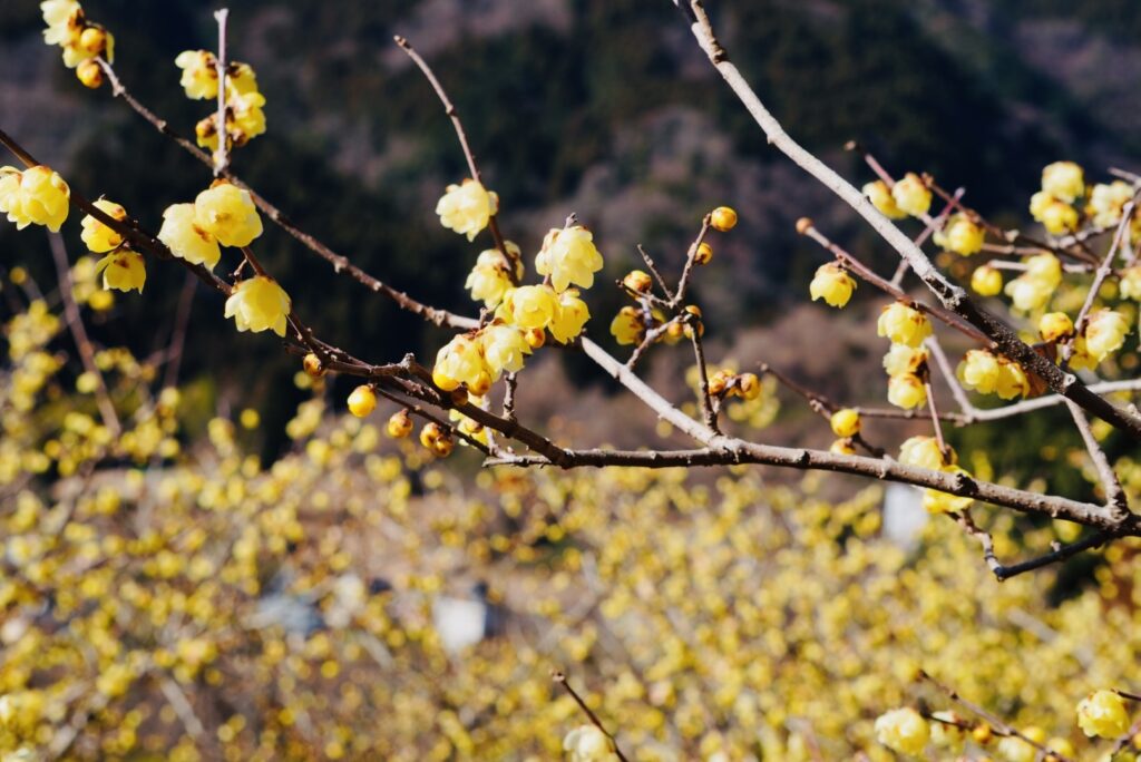 黄色のポンポンが可愛いお花