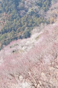 湯河原梅林最高地点からの眺め