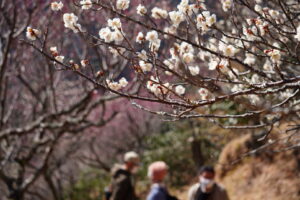 湯河原梅林の白梅