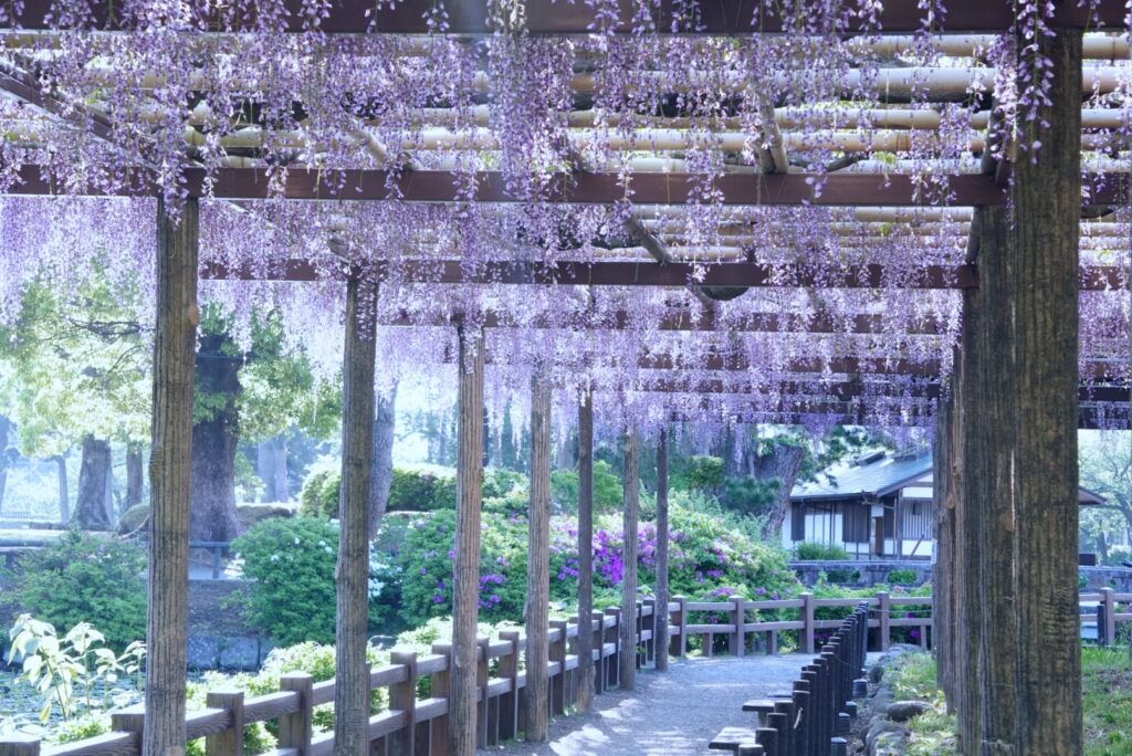 御感の藤