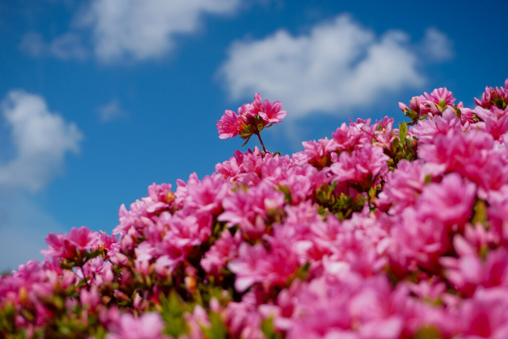 つつじの花