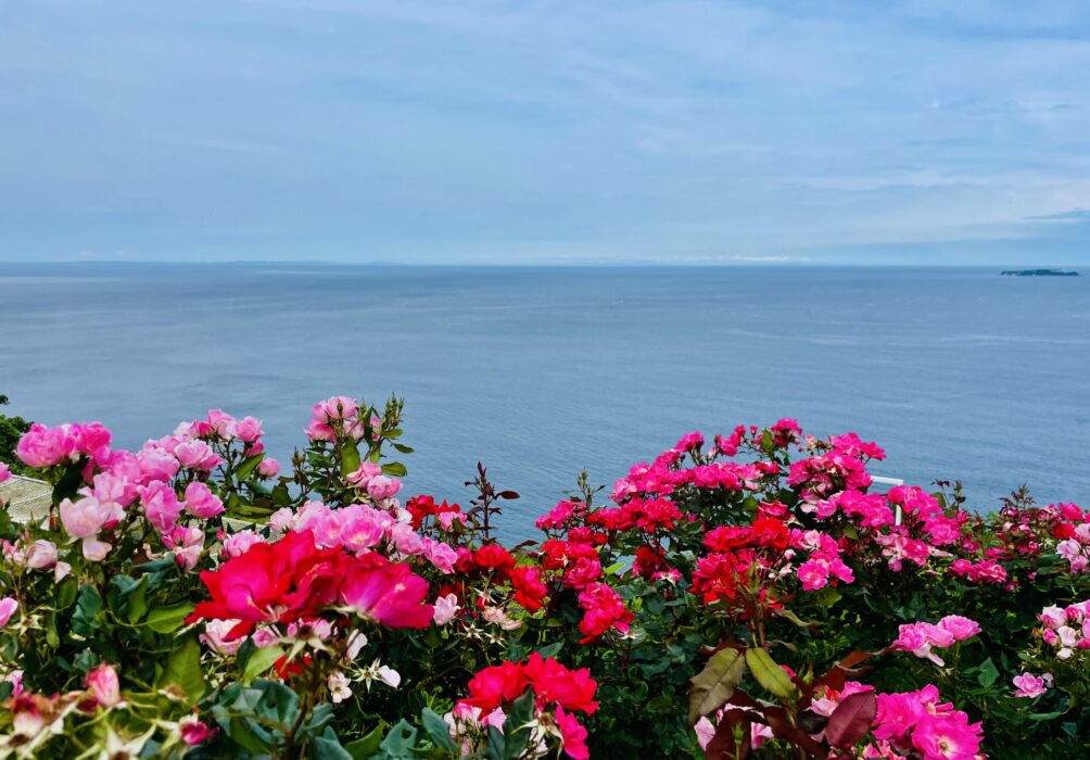 海を背景に咲くバラ