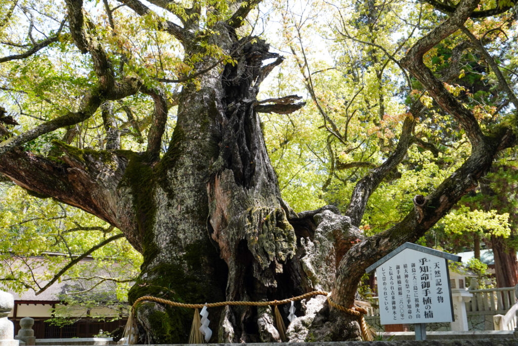 おちのみこと御手植の楠