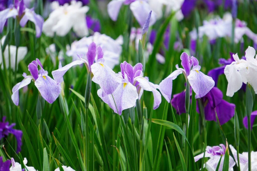 淡い紫色の花菖蒲