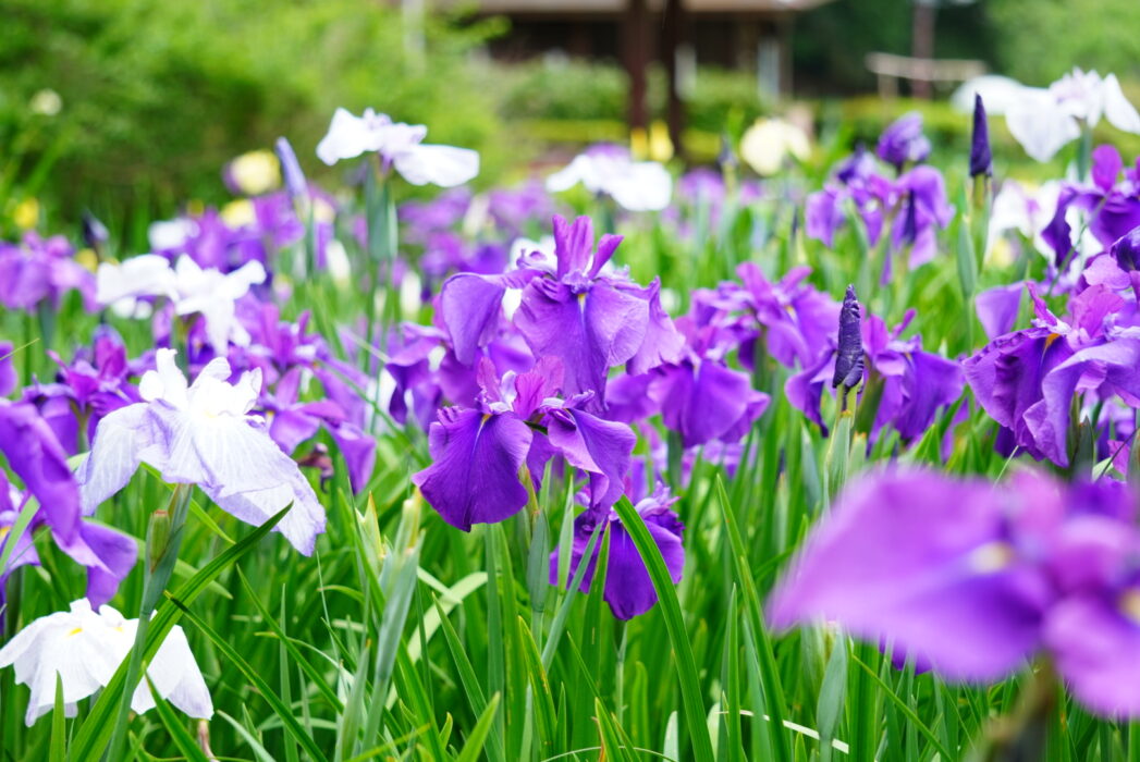 せせらぎ公園の花菖蒲