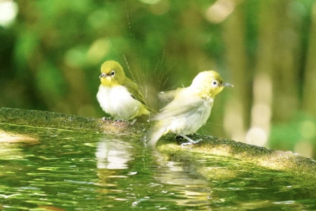メジロの水浴び