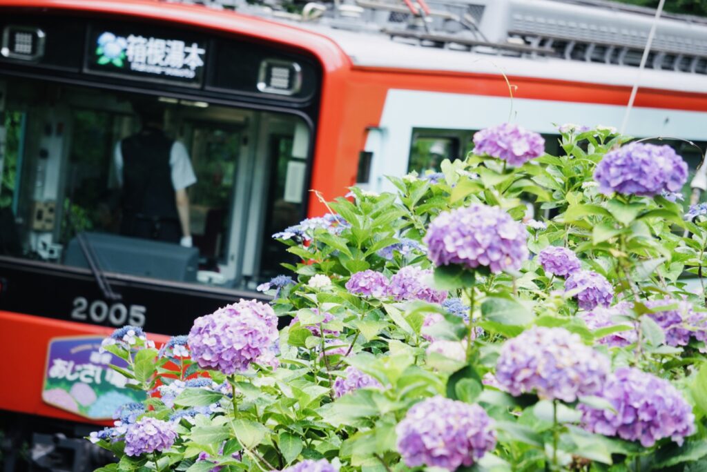 大平台駅の紫陽花