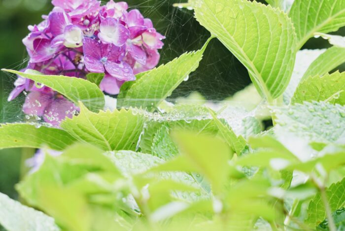 紫陽花と蜘蛛の巣