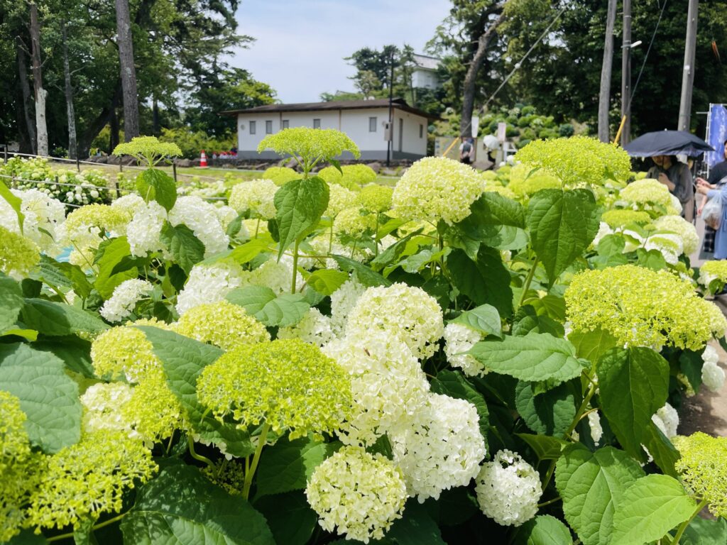 小田原城入口のアナベル