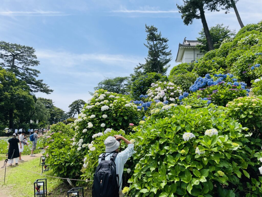 あじさい花菖蒲園の様子