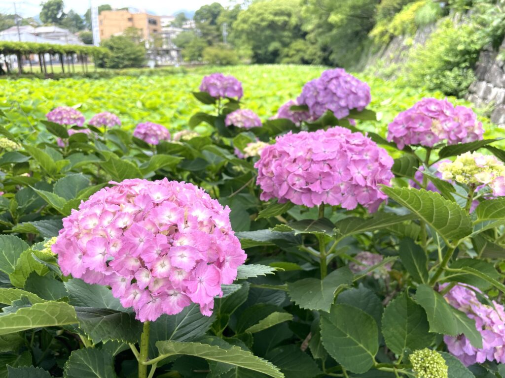 小田原お堀のあじさい