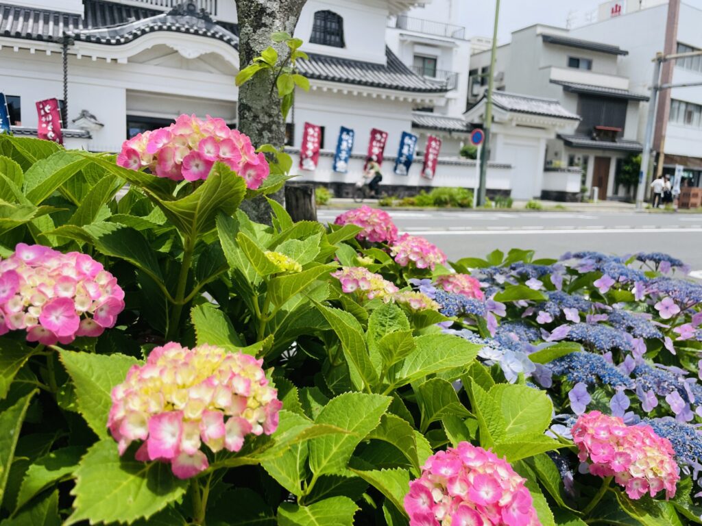 国道1号沿いのあじさい