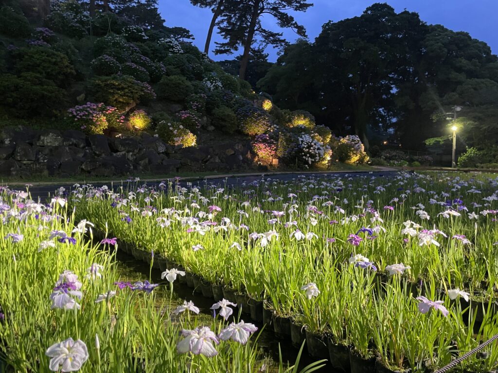 夜のライトアップ