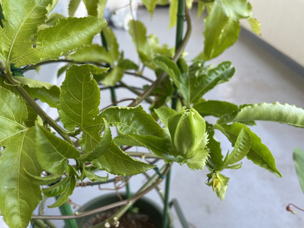 パッションフルーツの蕾