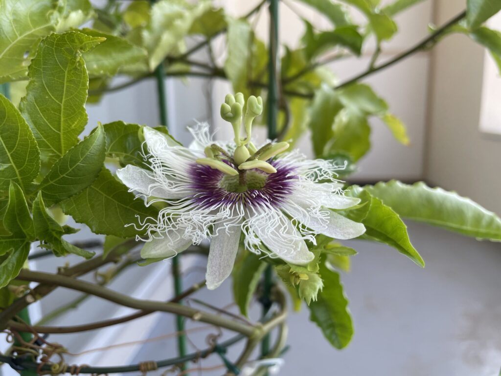 トケイソウ開花したて