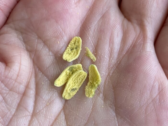 トケイソウの花粉