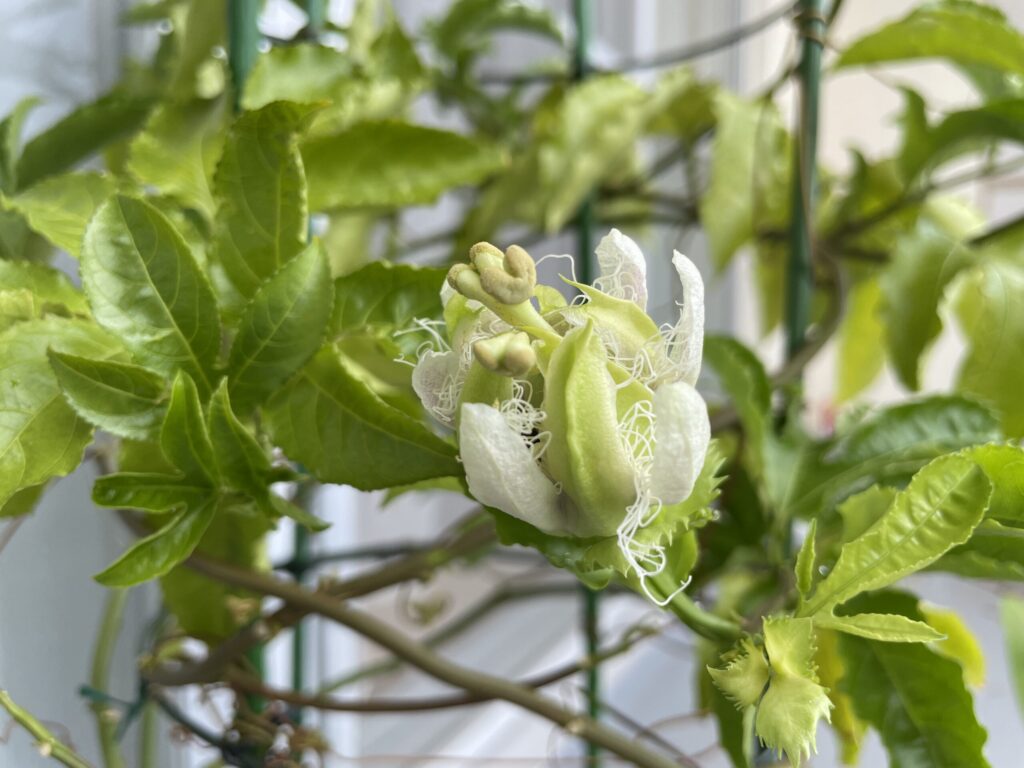 トケイソウ開花2日目