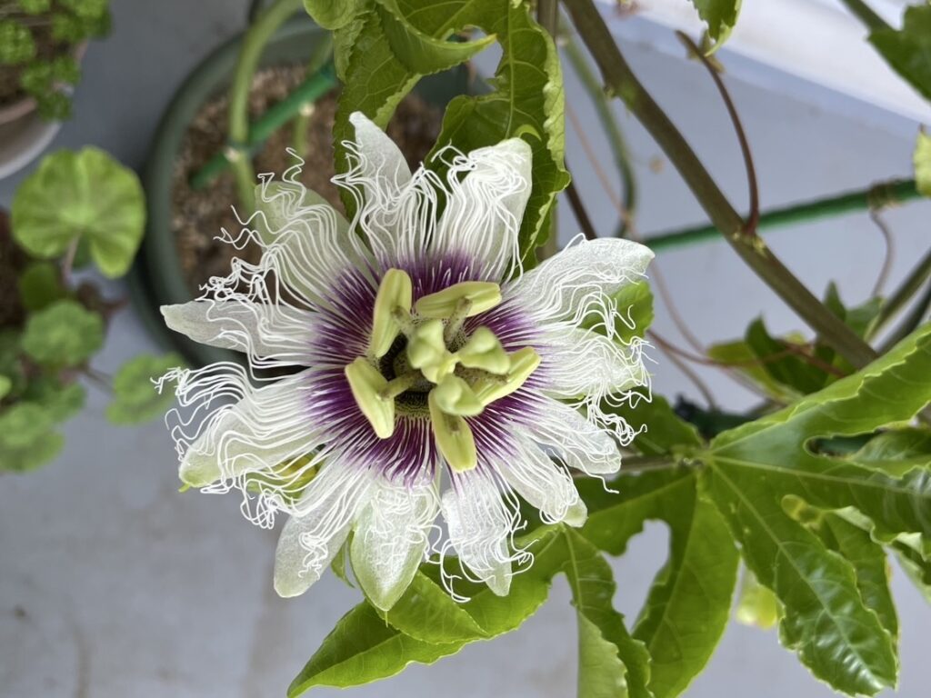 トケイソウ開花直後の様子