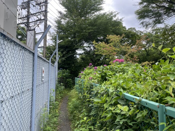 あじさい小径