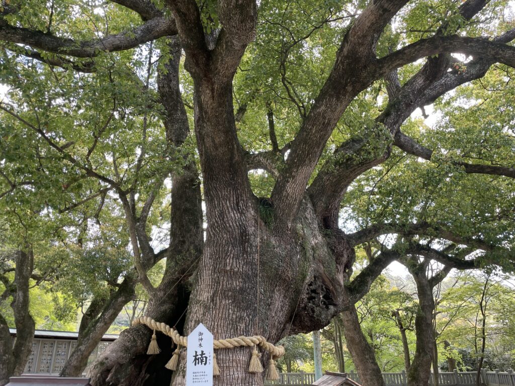 樹齢1000年の大楠