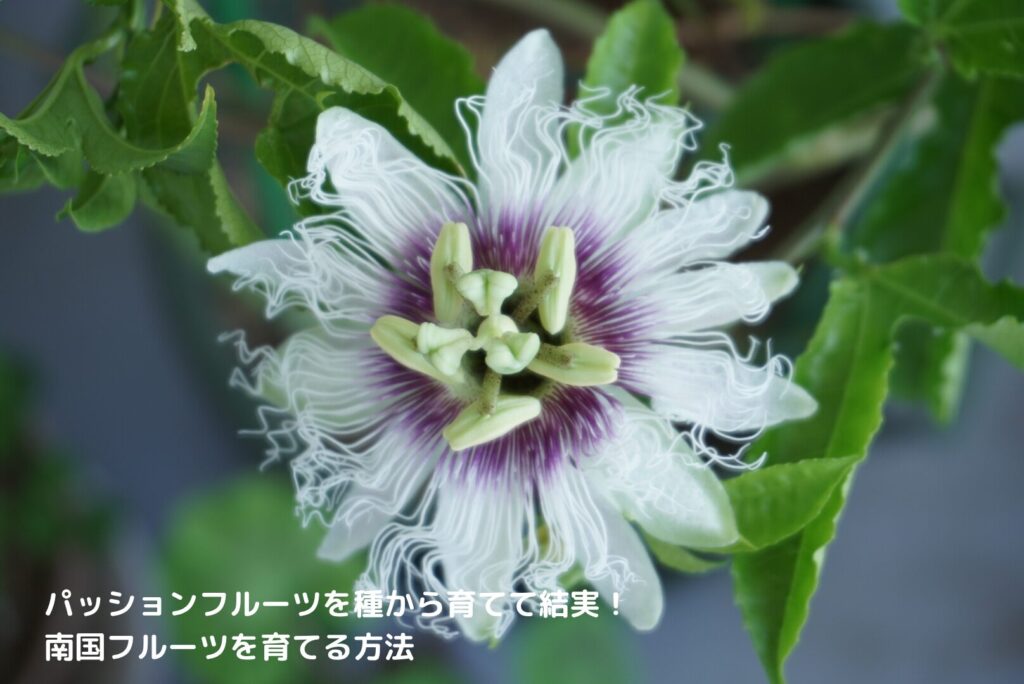 南国フルーツの育てる方法