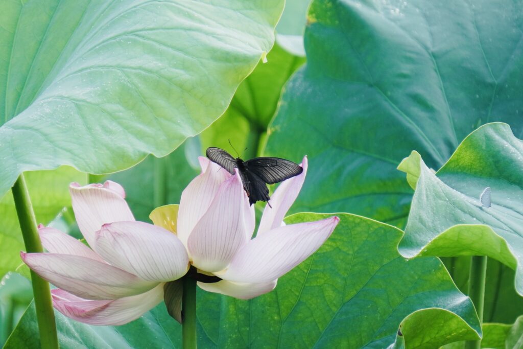 蓮の花に止まる黒アゲハ