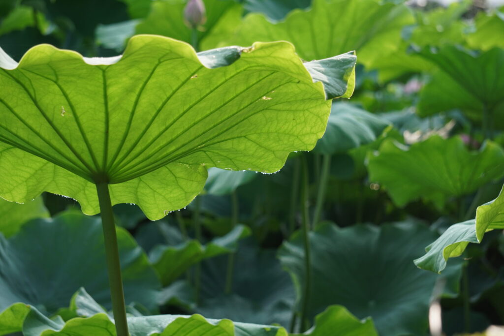 小田原城　ハスの葉