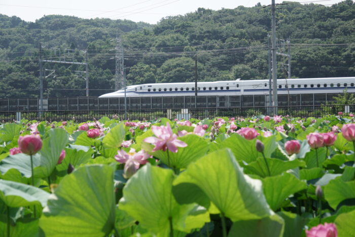 新幹線と東の池