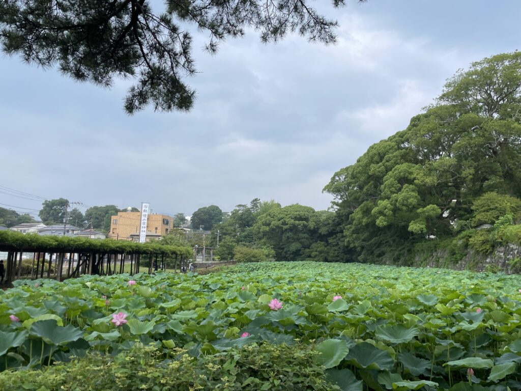 小田原城　ハス池