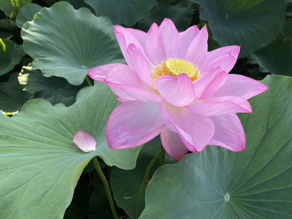 小田原城　ハスの花