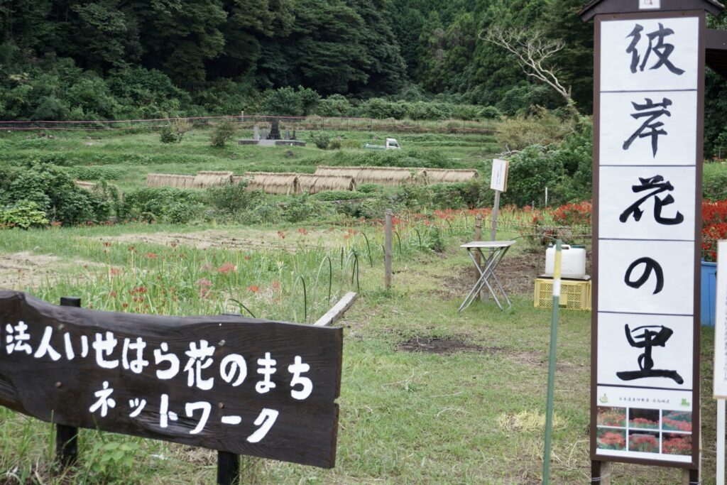 彼岸花の里の入口