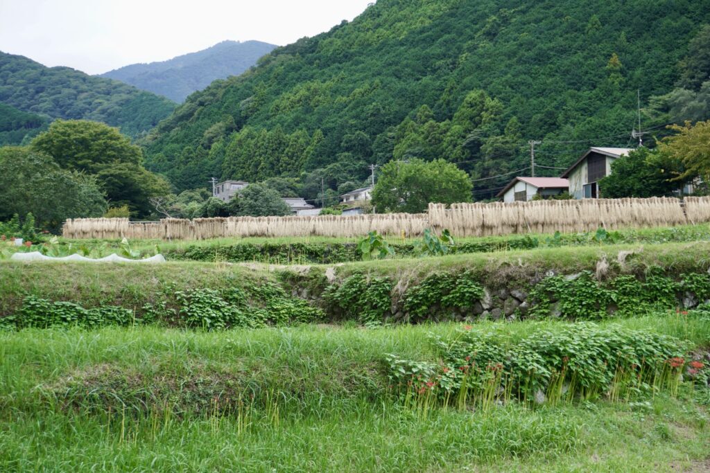 日向里山の棚田