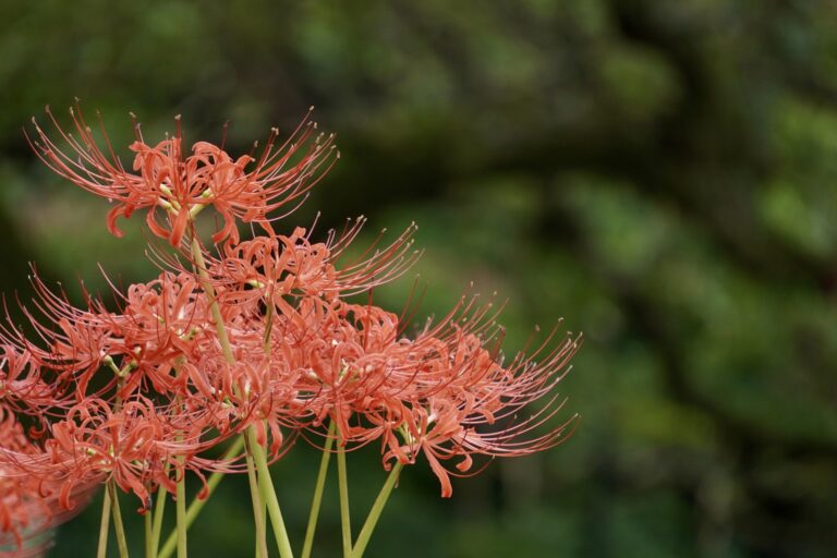 日向彼岸花の里の開花の様子