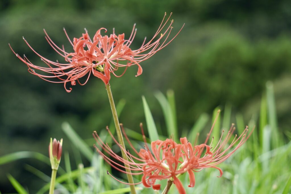 彼岸花の里の彼岸花