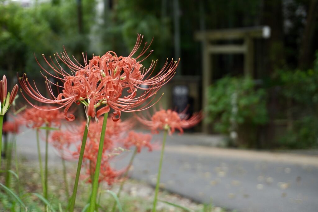 小田原城址公園の彼岸花