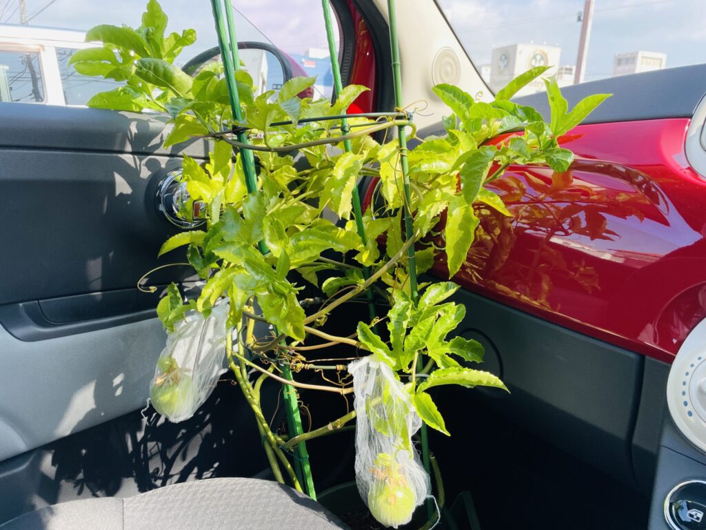 車内に植木鉢