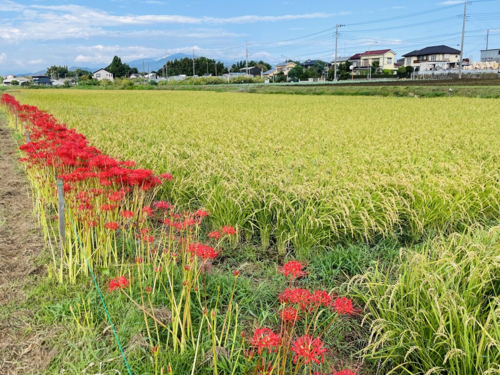 彼岸花と黄金の稲穂