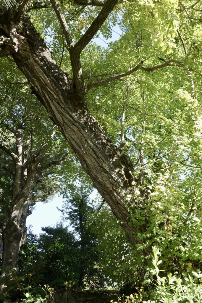 縮景園 大銀杏 被爆樹木