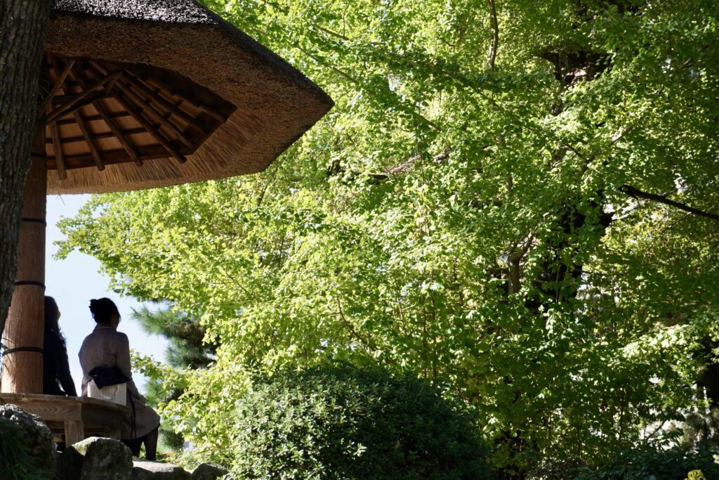 縮景園の大銀杏