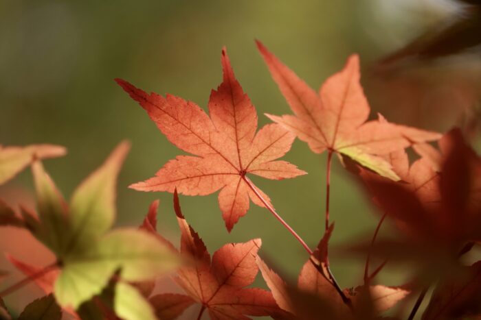 もみじのグラデーション