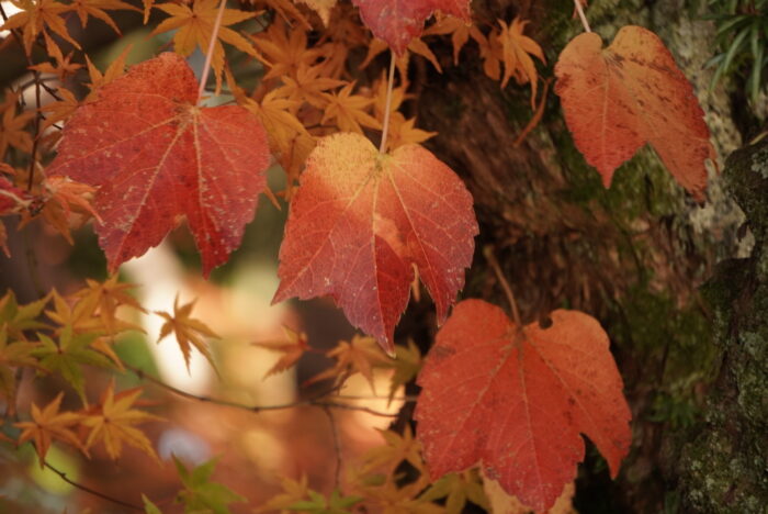 りんごのような赤い葉っぱ