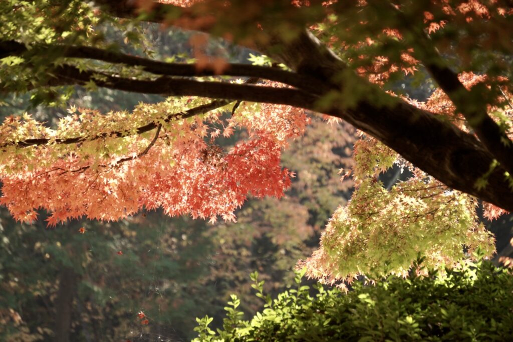 美しいグラデーション