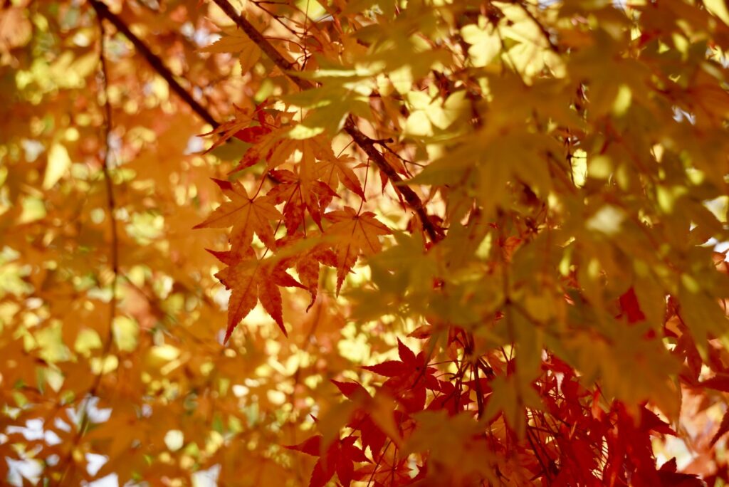紅葉のグラデーション