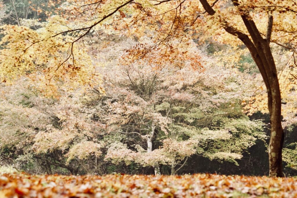 佛通寺_バス駐車場