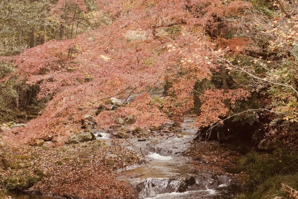 川沿いの紅葉