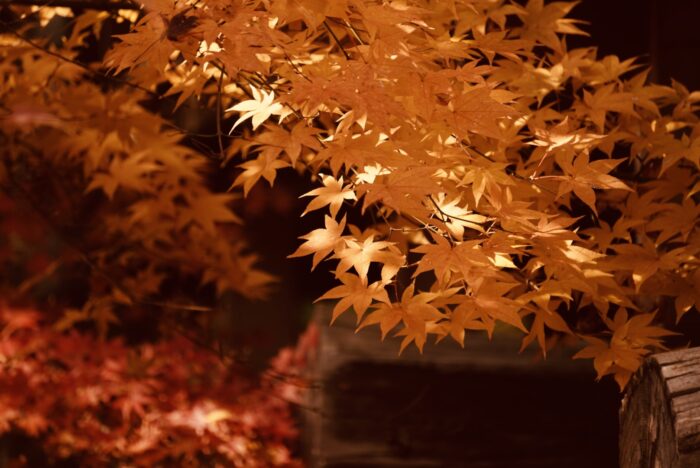 佛通寺のもみじ