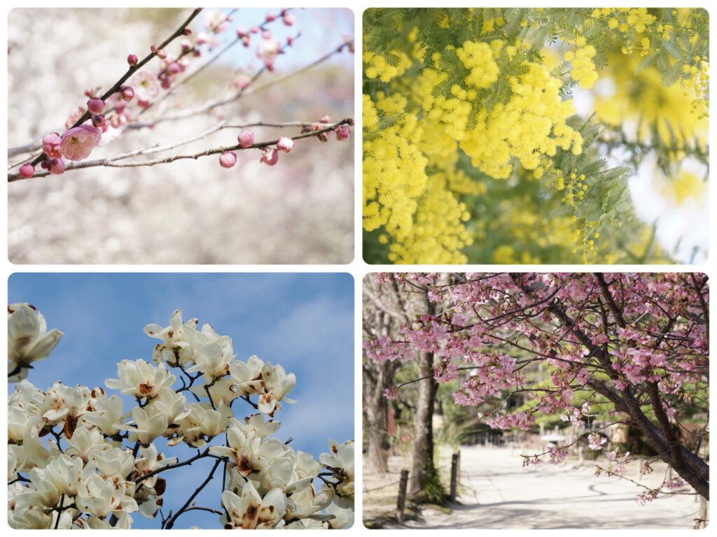 縮景園 春のお花 園内