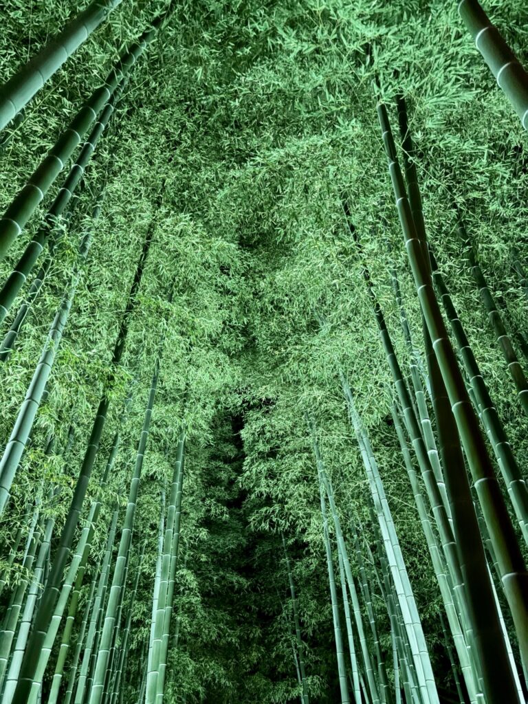 縮景園 竹林 夜桜ライトアップ