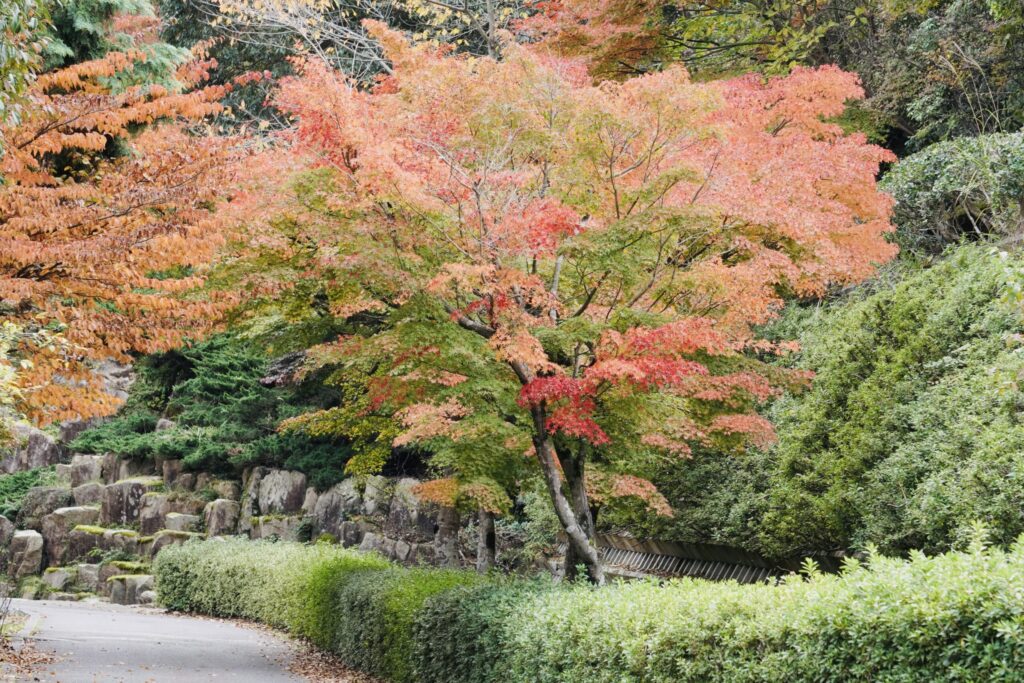 広島森林公園の紅葉