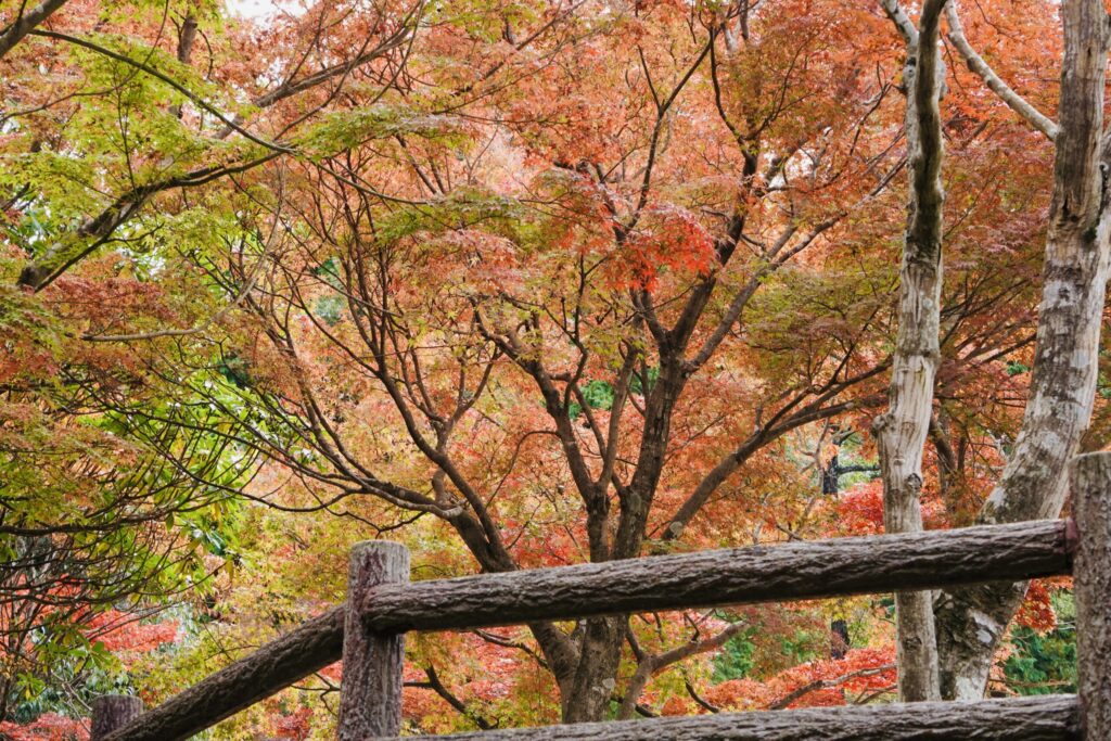 広島市森林公園の紅葉